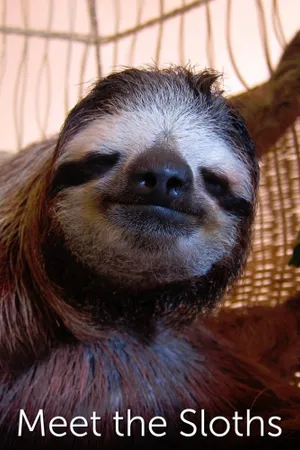 Meet the Sloths Poster