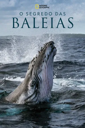 Secrets of the Whales Poster